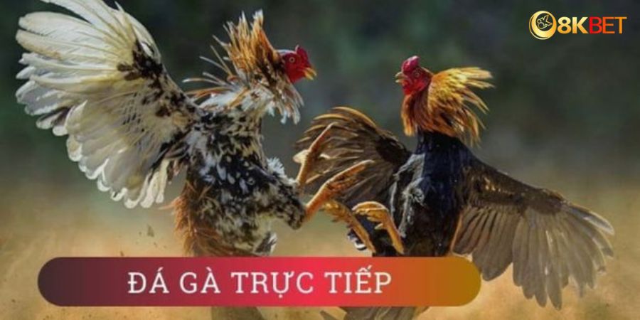 đá gà trực tiếp 8kbet